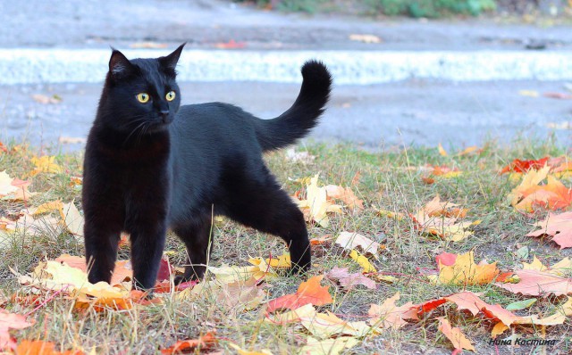 Коты и Кошки