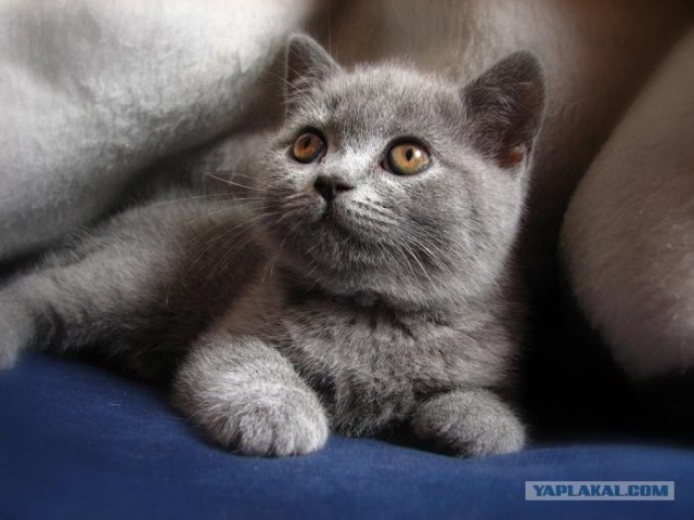 Котовторник на ЯПлакалъ (03.06), котята (31 шт)