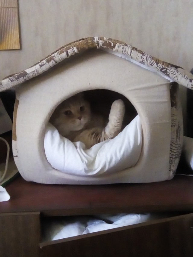 Котовторник 26.06.2018