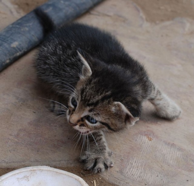 Уррааа! Котовторник на ЯПлакалъ!