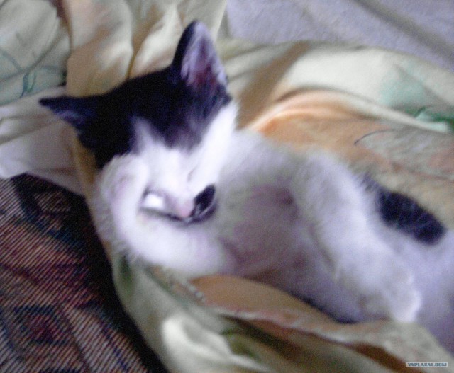 Котовторник