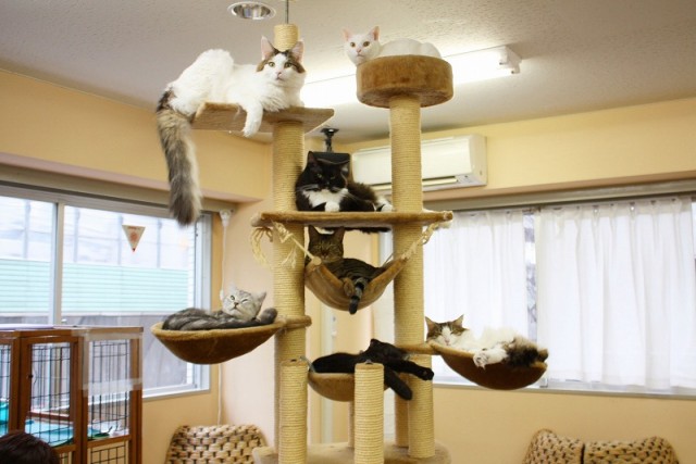 Котовторник