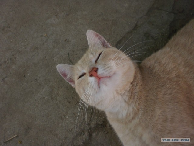 Котовторник на середину июня