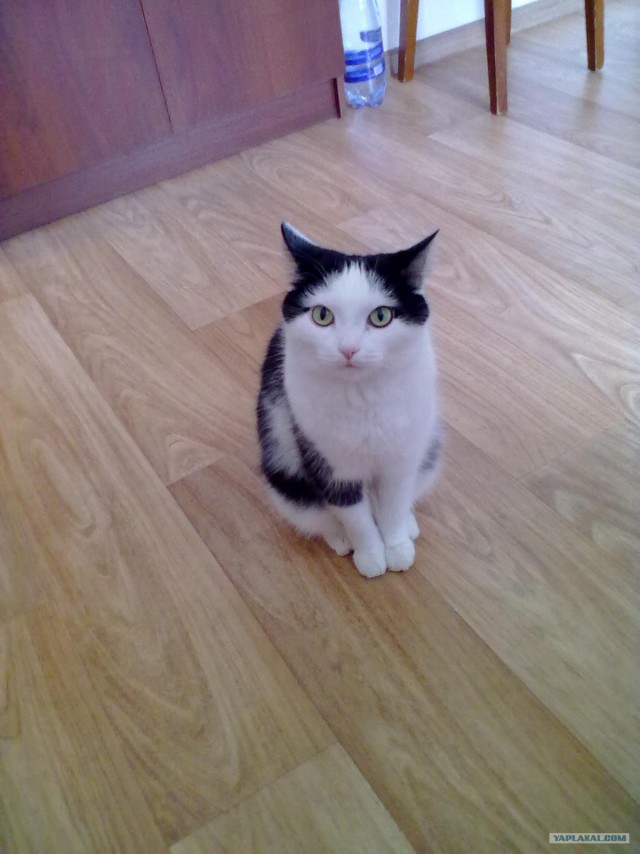 Котовторник 22.11.11