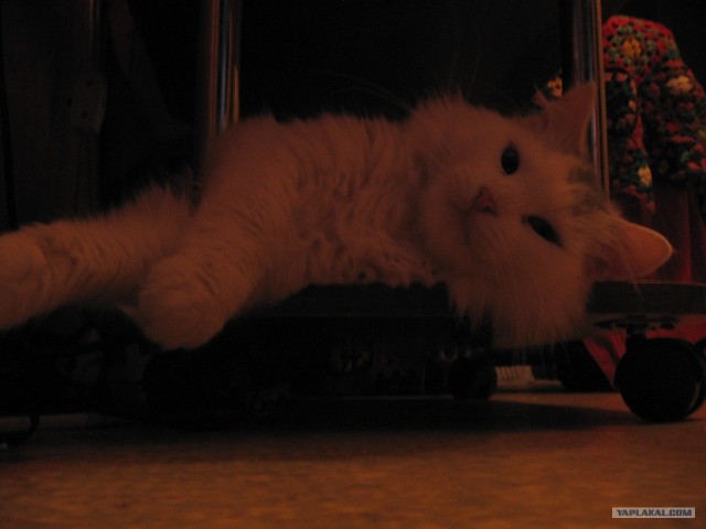 Котовторник 06.12.2011