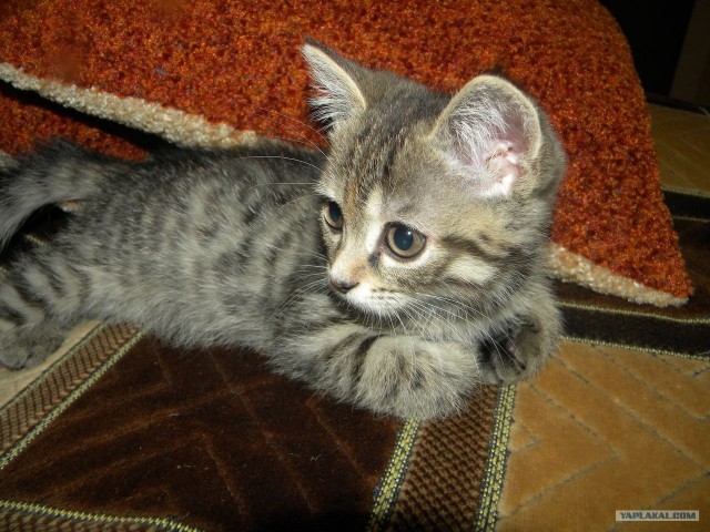 Котовторник (24. 01. 2012 )