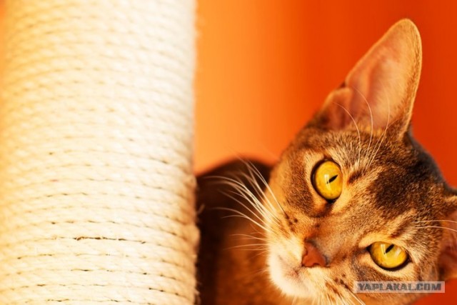 Котовторник (28.02.2012)