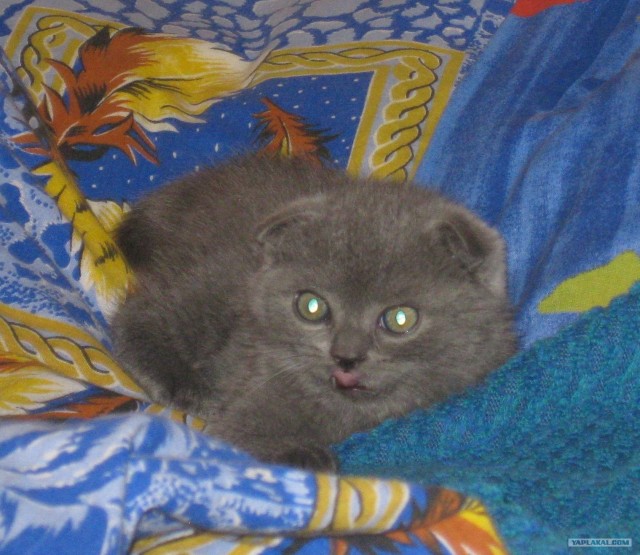 Котовторник  4.09.12