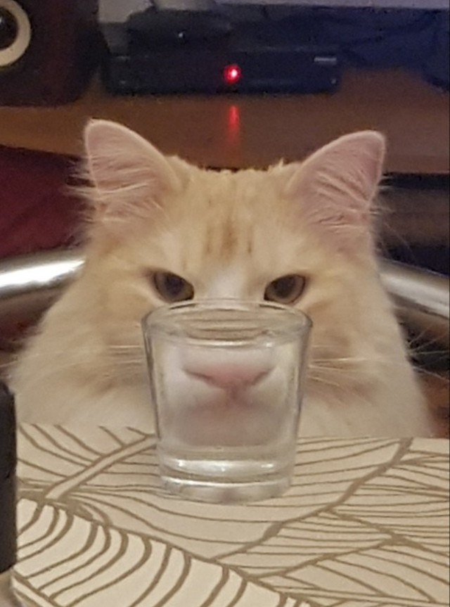 Забавные фото котеек
