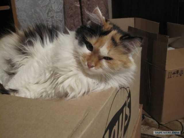 Котовторник 19.02.2013