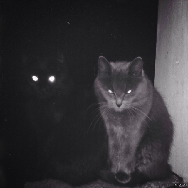 Прикольных котов пост