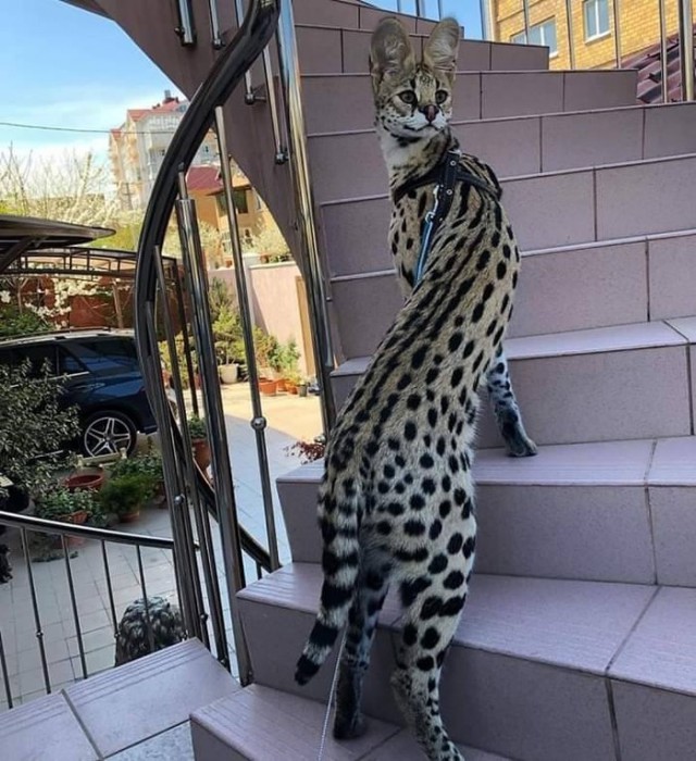 Котовторник! начнем? 04.06.19