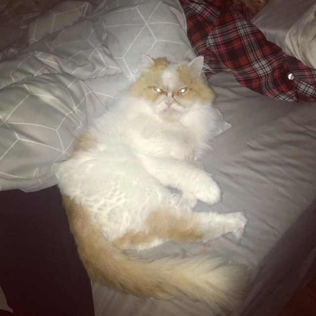 Забавные фото котеек