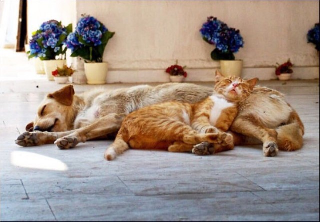 Уже не котовторник, но еще и не собакочетверг