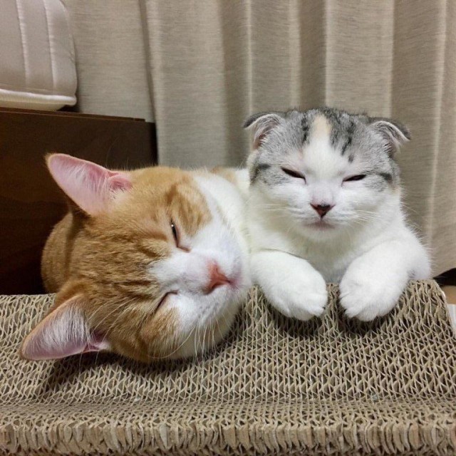 Забавные фото котеек