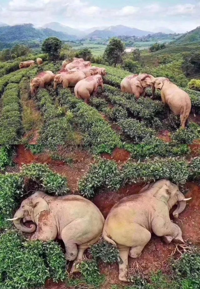 Ничего необычного, просто банда слонов-алкоголиков ворвалась в деревню