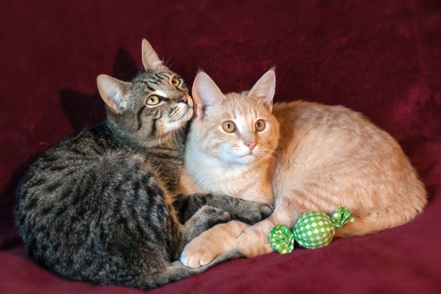 Котики