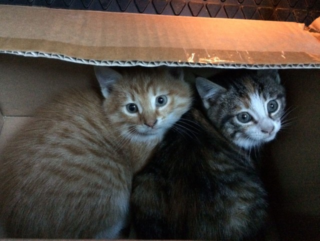 Котовторник 13.10.2020