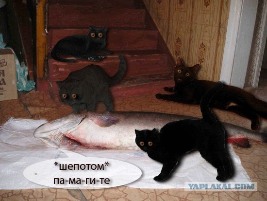 Фотожаба: котейка в шоке