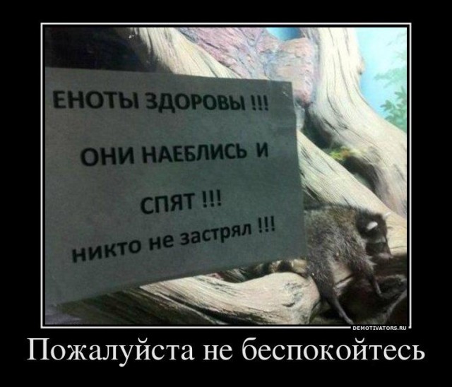 Подборка енотов
