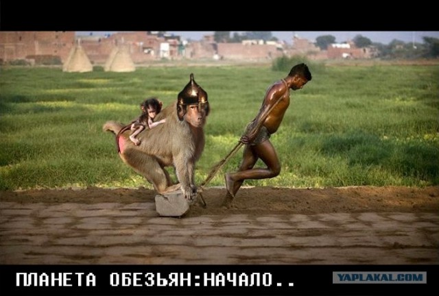 Фотожаба: Это не санки!