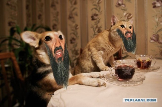 Жабим бороду?
