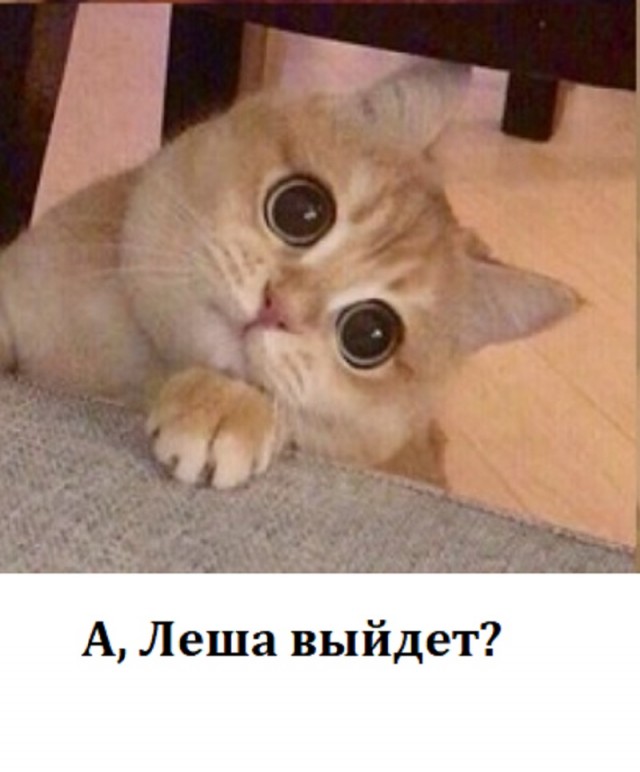 Приключения Чиполлино 2021