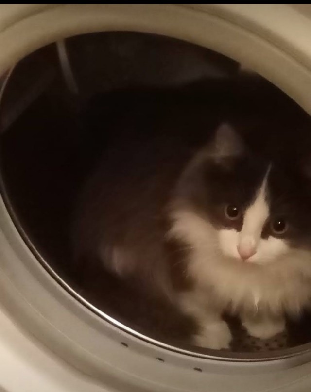 Вторник. Кото-вторник...