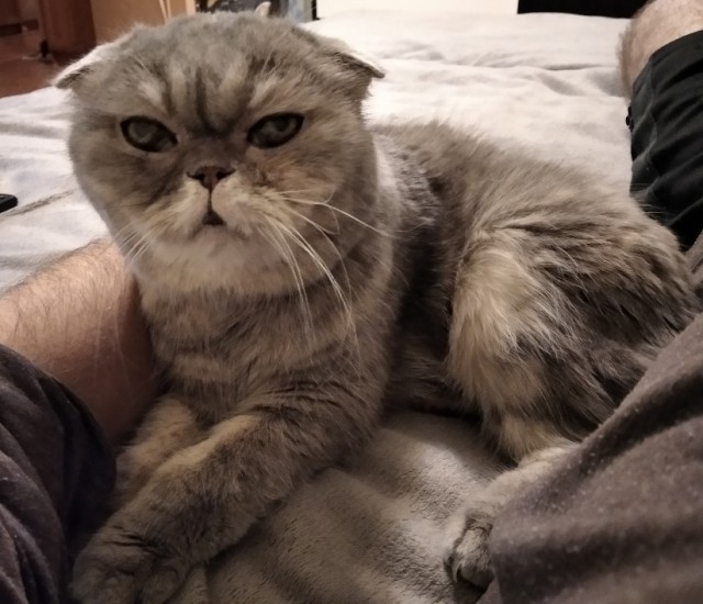 Последний котовторник лета