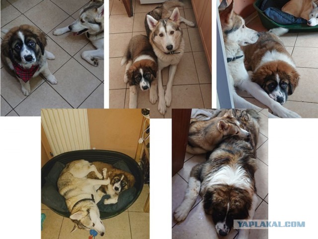 Когда то я была меньше кота, а теперь мы друзья