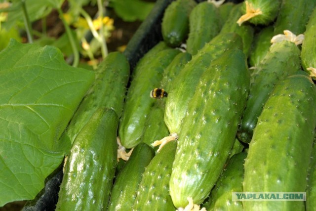 Как убивают предприятия