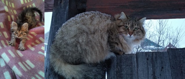 Жизнь домашнего приюта "Котоленд" 309