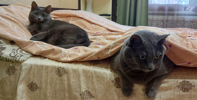 Вы, что спите? Вставайте, котовторник же!