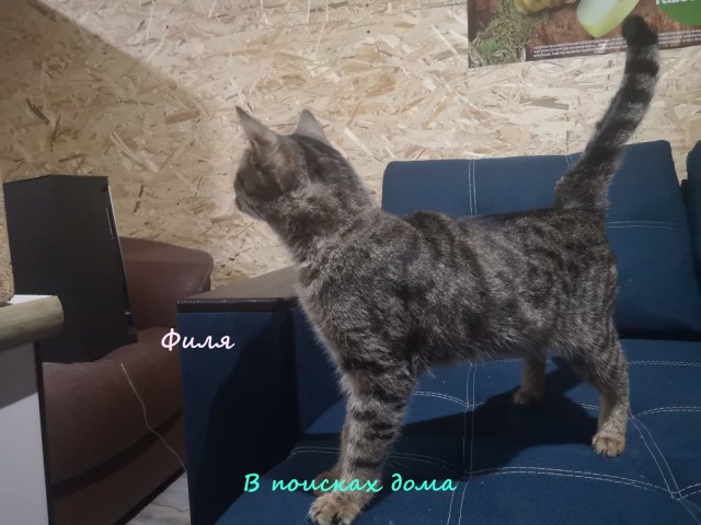 Жизнь домашнего приюта "Котоленд" 314