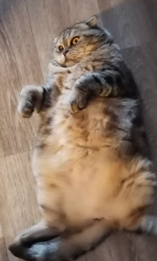 Котовторнику посвящается