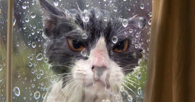 Котовторник вроде.