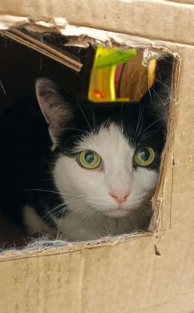 Котовторник