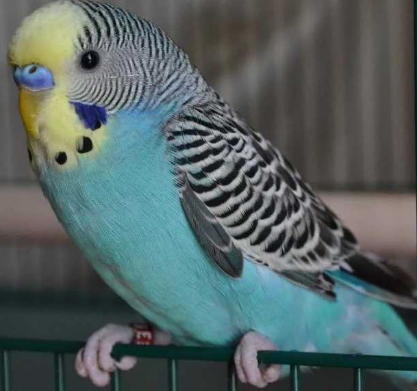 Беглец