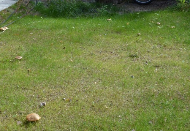 Кулинарная общалка