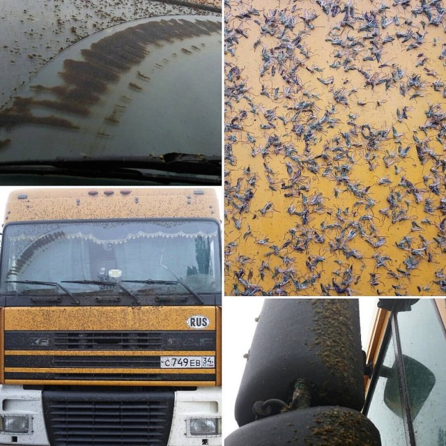 Паучок