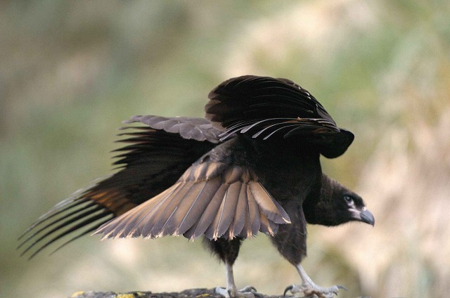 Северный ледовитый океан