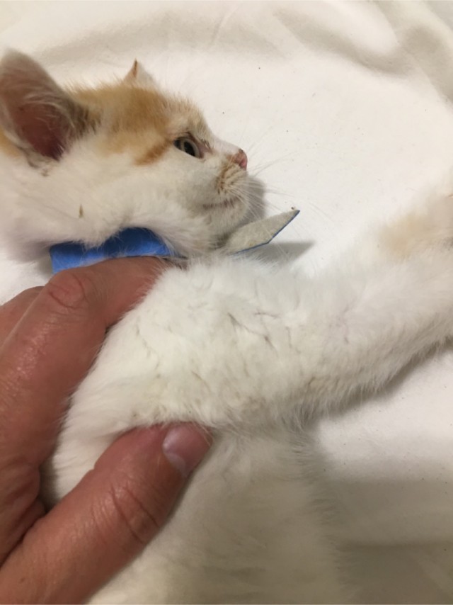 Вторник, ваши коты и кошки в студию