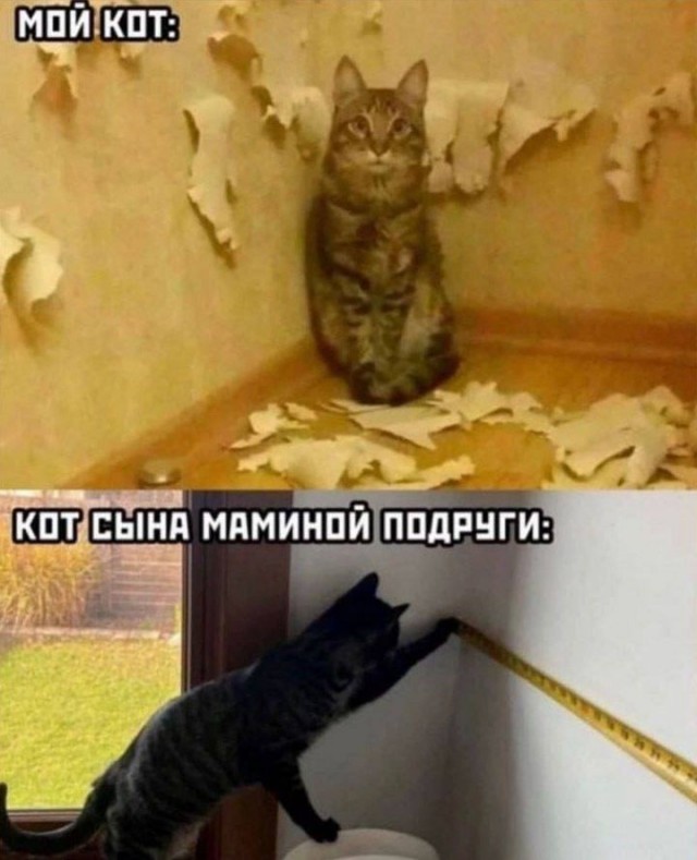 Котоюмор на ЯП. Веселые кото-картинки!