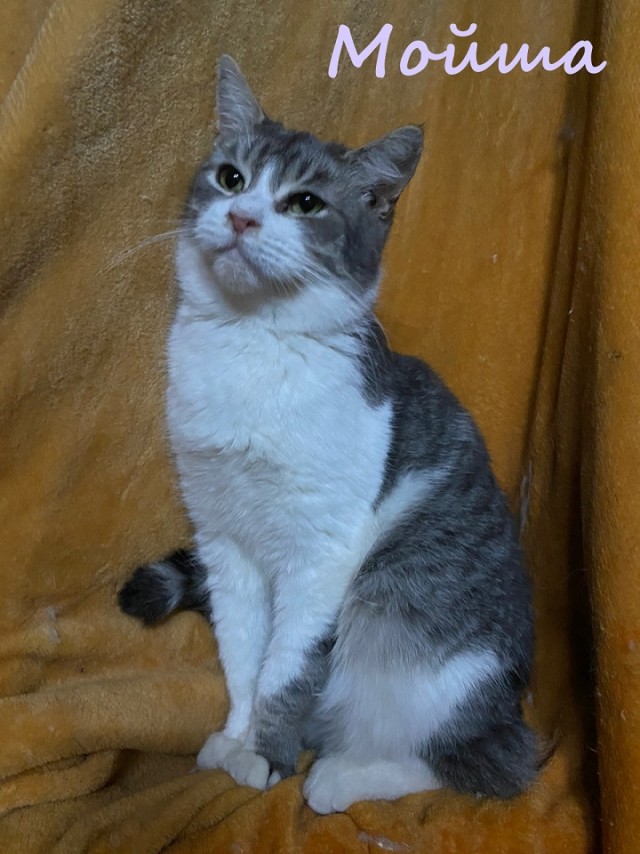 Жизнь домашнего приюта "Котоленд" 369