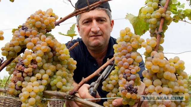 Вино за 200 рублей выиграло престижный конкурс вин
