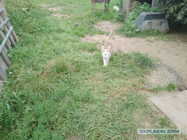 Жизнь домашнего приюта для котеек 459
