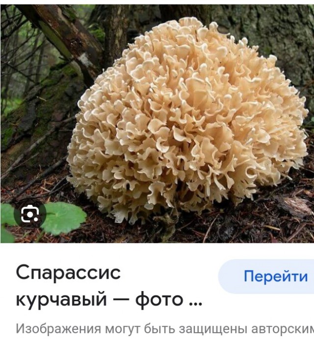 С 12 октября вступила в силу статья УК, которая устанавливает ответственность за незаконный сбор краснокнижных растений и грибов