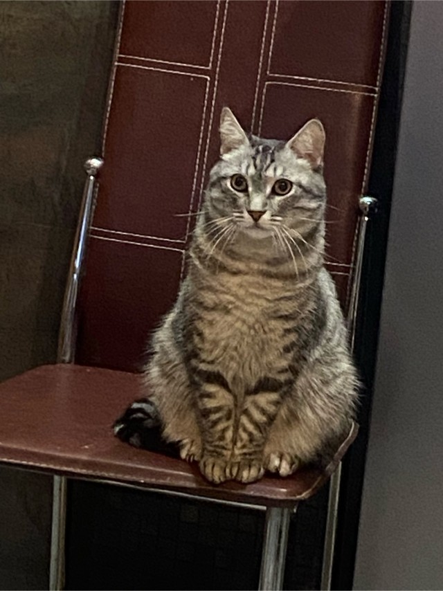 Котовторник