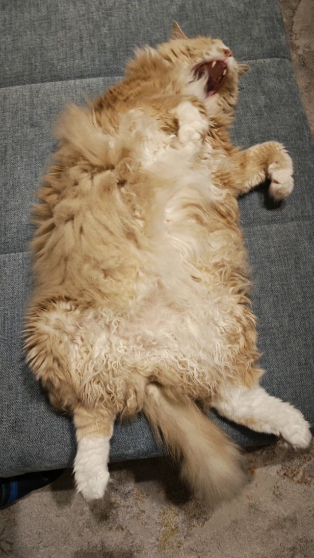 Эталон Яповского кота