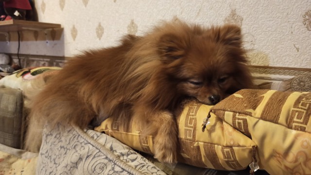 А как спит ваш питомец?
